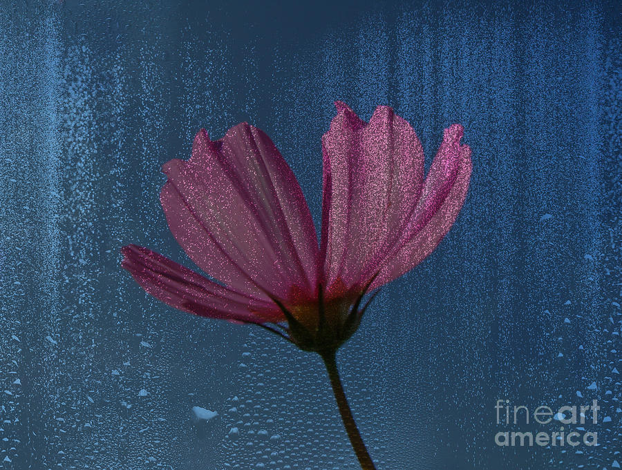 Crying In The Rain - Pink Cosmos Photograph by Carol Senske