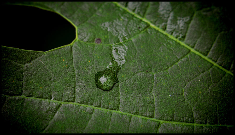 Crying Leaf Pyrography by Jeffrey Platt