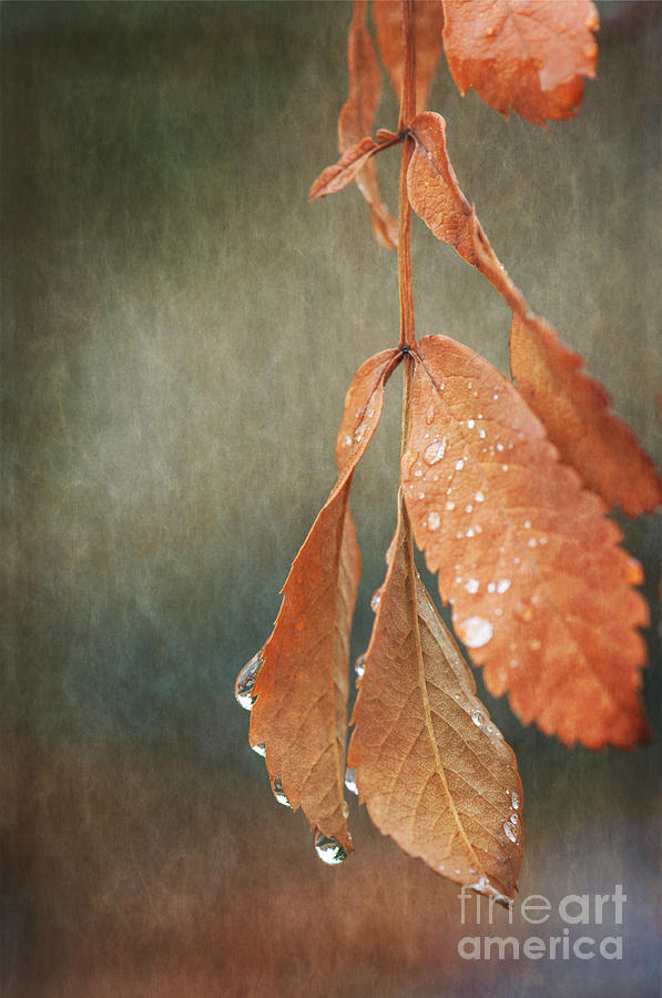 Crying Leaves Photograph by Wendy Elliott