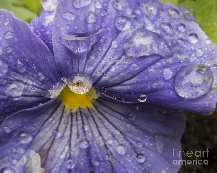 Crying Pansy Photograph by Lili Feinstein