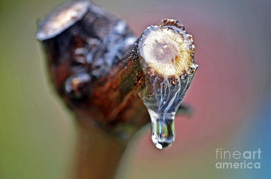 Crying vine Photograph by PatriZio M Busnel