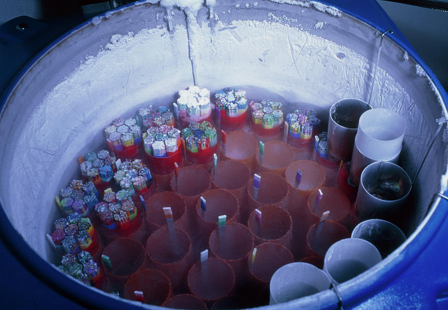 Cryogenically Stored Sperm In Liquid Nitrogen Photograph by Pascal