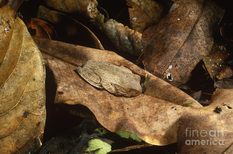 Cryptic Frog Photograph by Gregory G. Dimijian, M.D.
