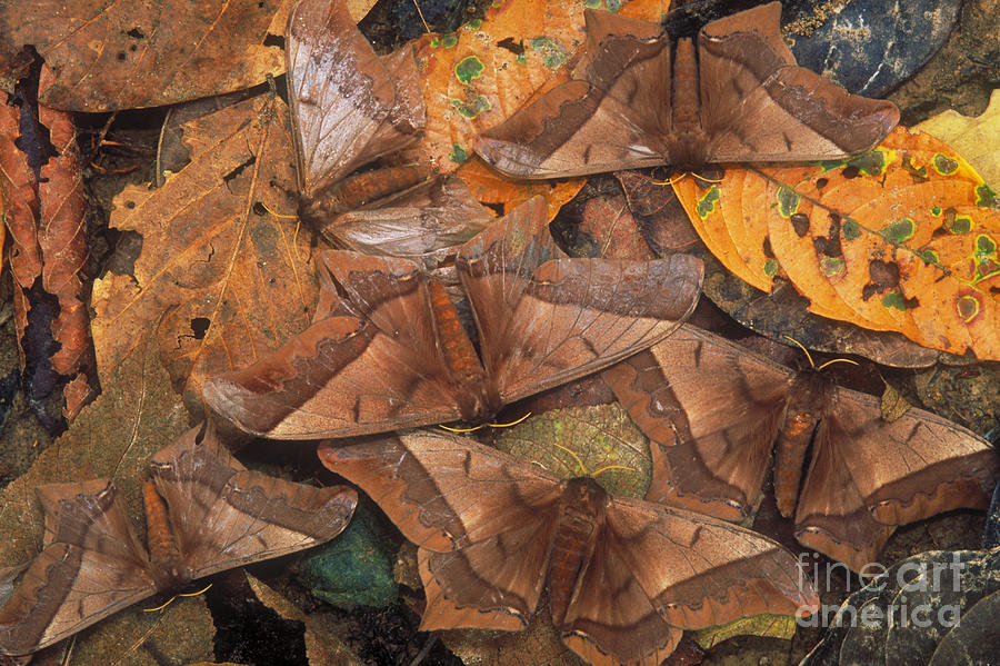 Cryptic Leaf Moths Blending Photograph by Art Wolfe