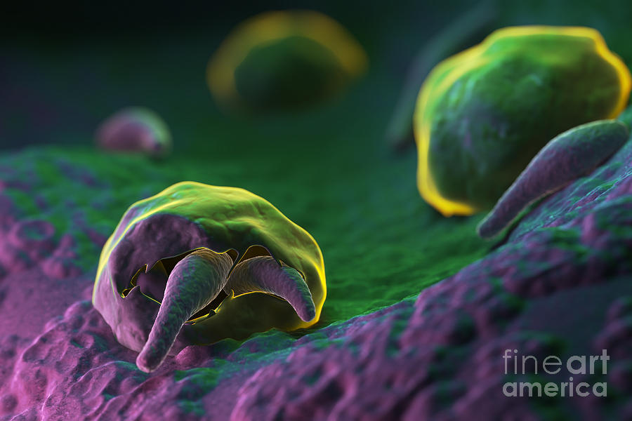 3d Visualization Photograph - Cryptosporidium by Science Picture Co