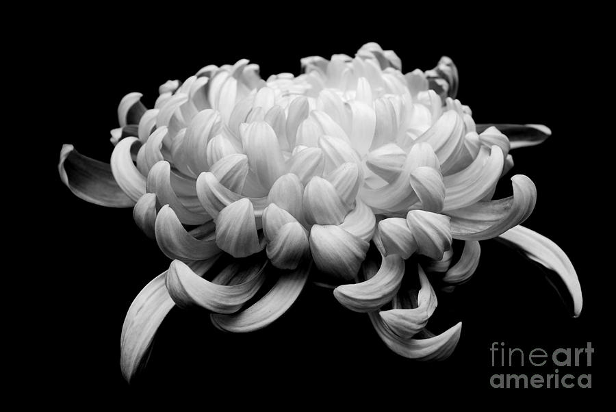 Crysanthemum in Black and White Photograph by Sabine Jacobs - Fine Art ...