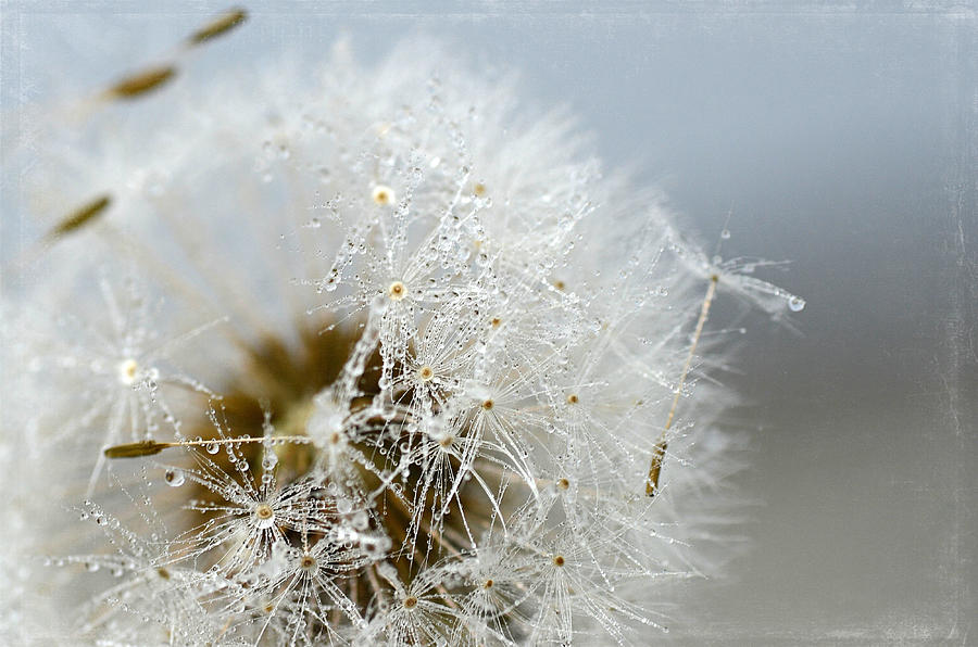 Crystal Dew Photograph by Fraida Gutovich