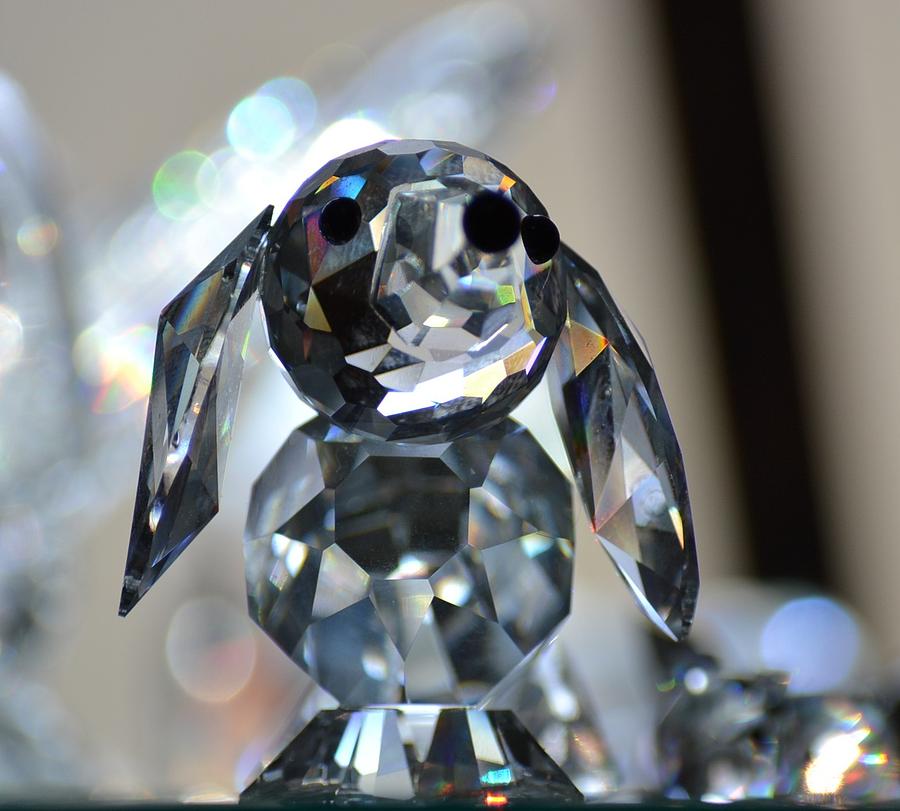 Crystal Dog Photograph by Paula Brotski | Fine Art America