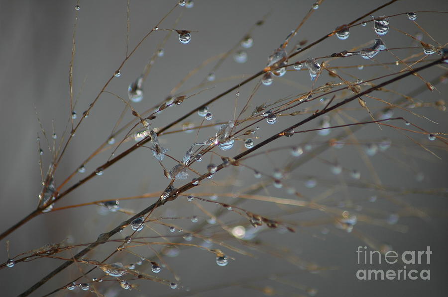 Melting Snow Droplets Photograph by Susan Carella