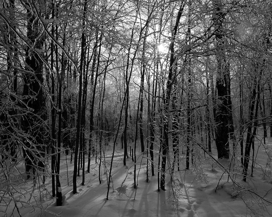 Crystal Forest Photograph by Steffany Sinclaire - Fine Art America