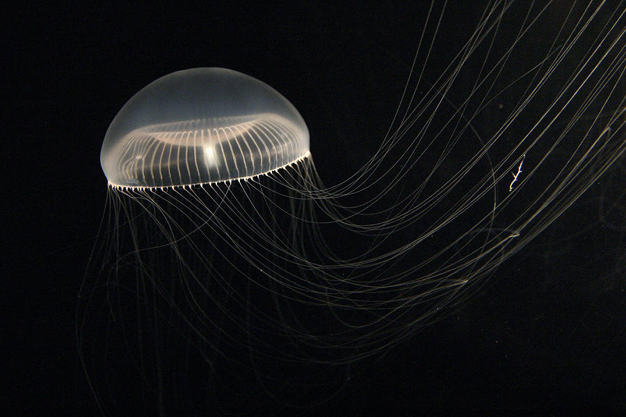 Crystal Jellyfish North Pacific Ocean Photograph by Hiroya Minakuchi