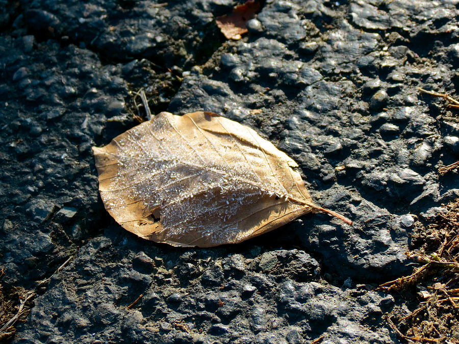 Crystal Leaf Photograph by Azthet Photography
