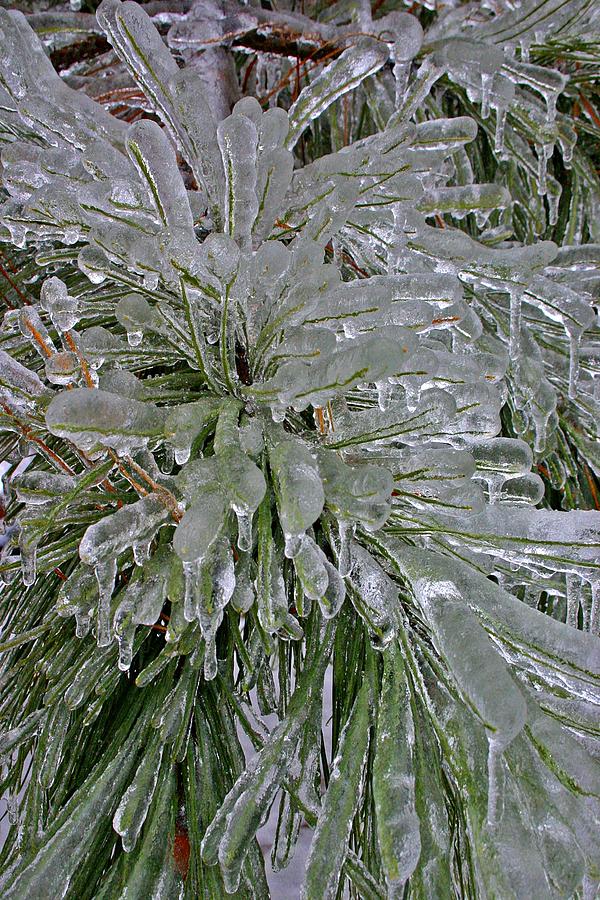 Crystal Pine Photograph by Henry Kowalski
