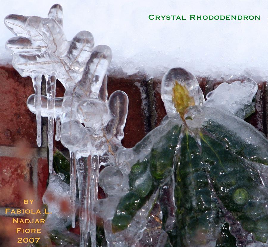 Crystal Rhododendron Photograph by Fabiola L Nadjar Fiore