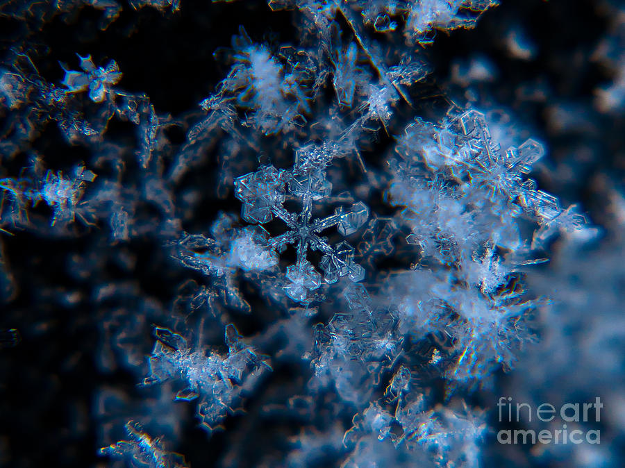Crystal Snowflakes Photograph by Cheryl Baxter