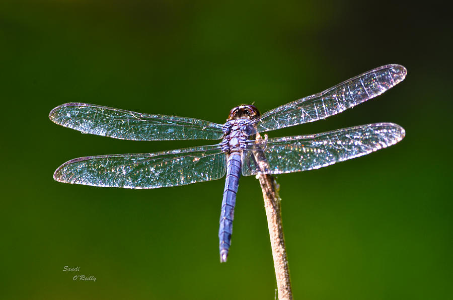 Crystal Wings Photograph by Sandi OReilly