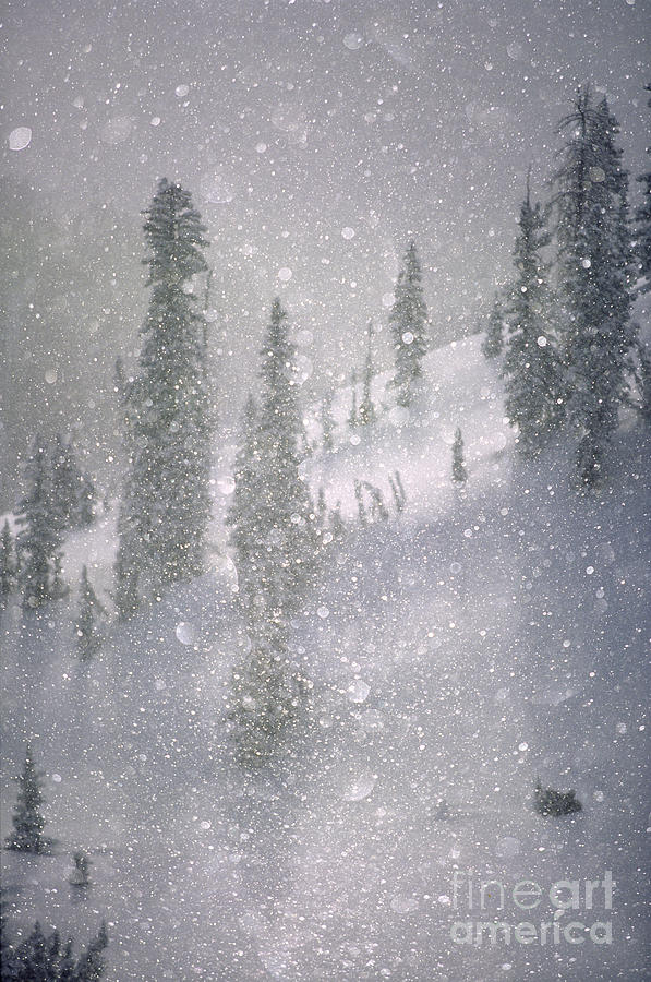 Crystalized snowflakes falling while being backlit by the sun Photograph by Don Landwehrle
