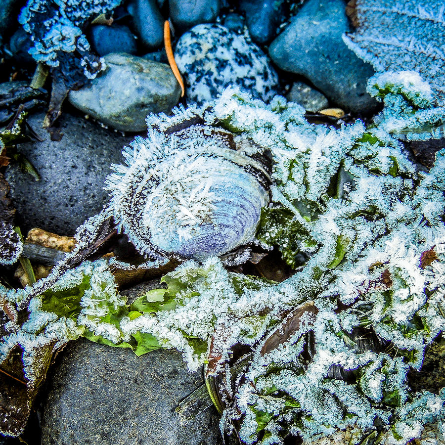 Crystalline Clam Photograph by Roxy Hurtubise