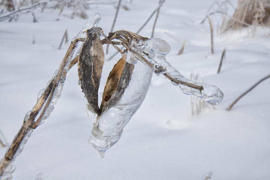Crystallized Milk Weed Photograph by Gary Hall