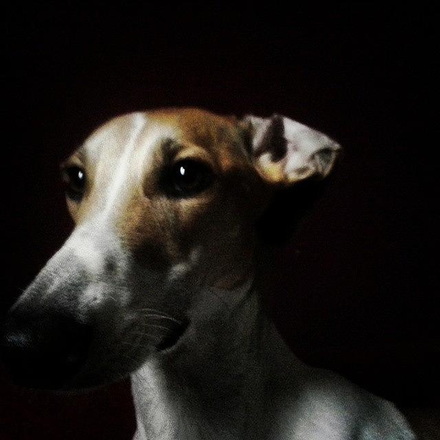 Sighthound Photograph - #csipkethebestialfaceofbeauty by Koritar Henriett