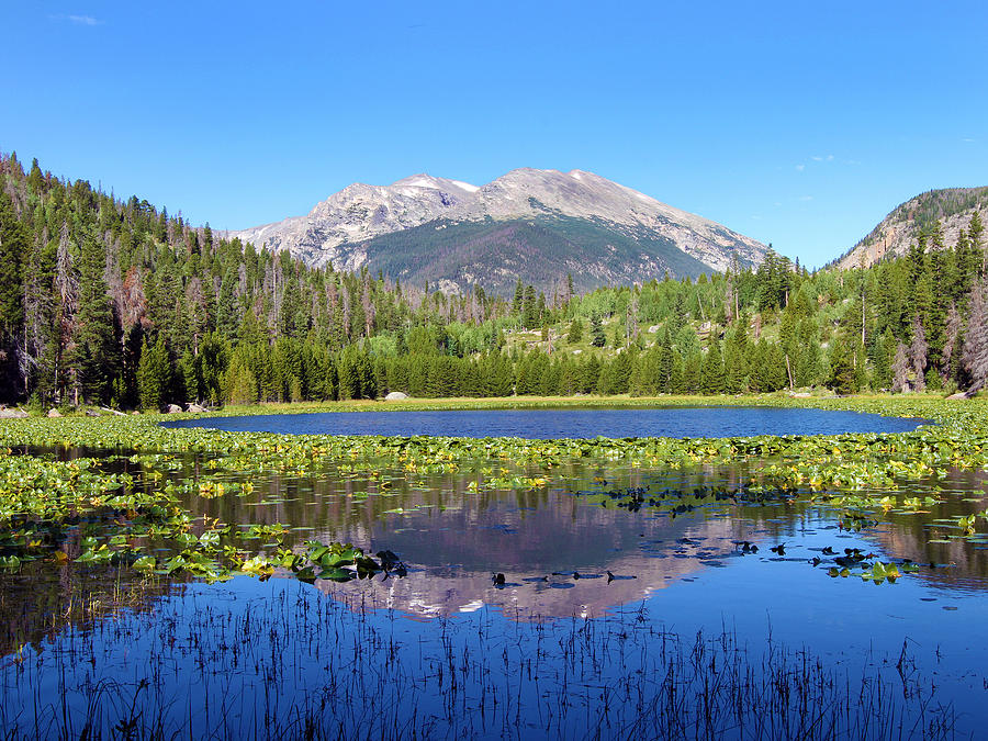 Cub Lake Photograph by David Yunker