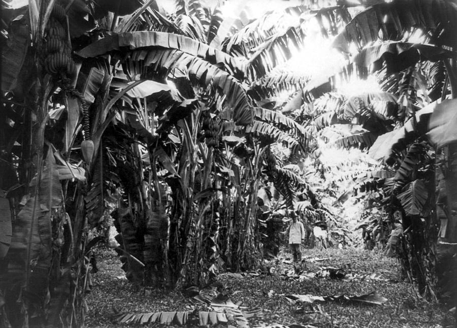 Cuba Banana Grove, C1917 Photograph by Granger