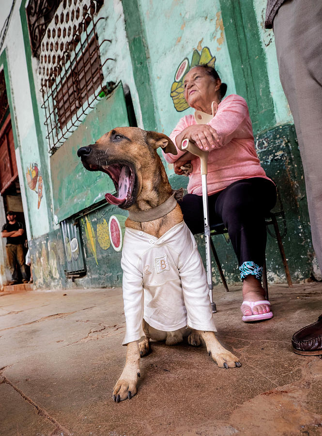 Dog Photograph - Cuba by Orna Naor