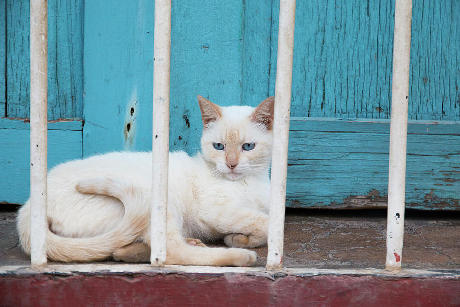 Cat Photograph - Cuba, Trinidad by Emily Wilson
