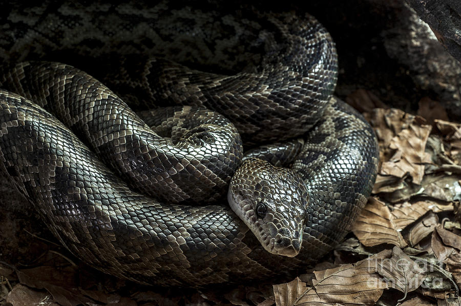Cuban boa Photograph by Arterra Picture Library