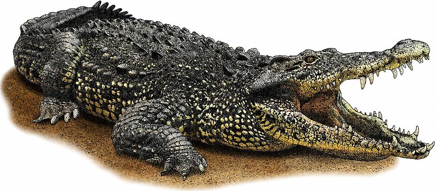 Cuban Crocodile Photograph by Roger Hall