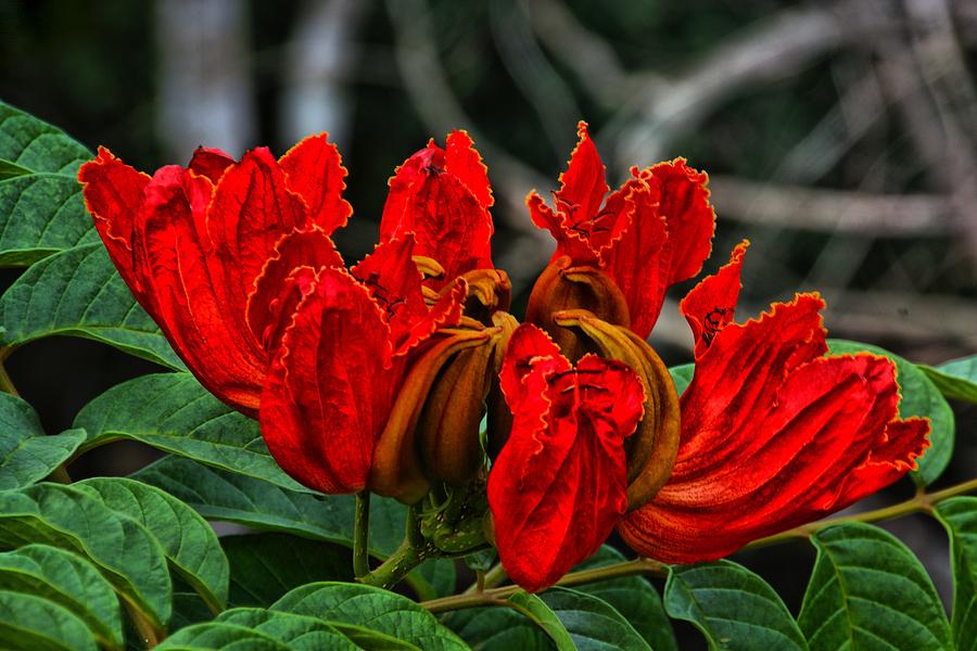 Cuban Flower Photograph by Perry Frantzman