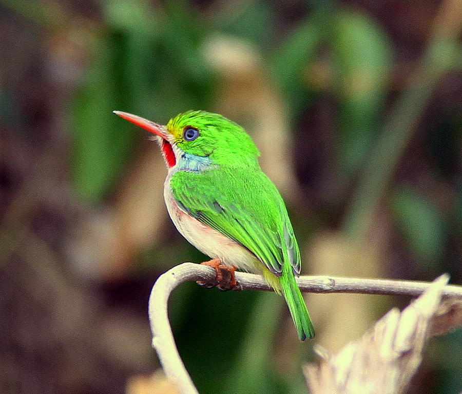 Bird Photograph - Cuban Tody by Don Downer