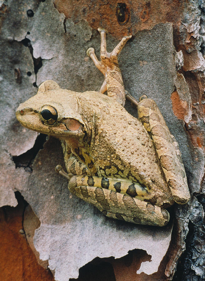 Cuban Tree Frog Photograph by David N. Davis