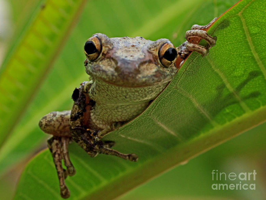 Cuban Tree Frog Photograph by Larry Nieland