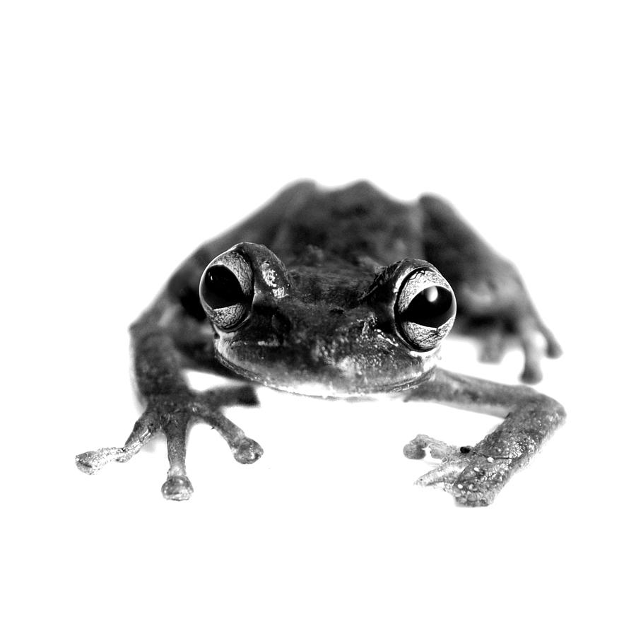 Cuban Tree Frog Photograph by Nathan Abbott