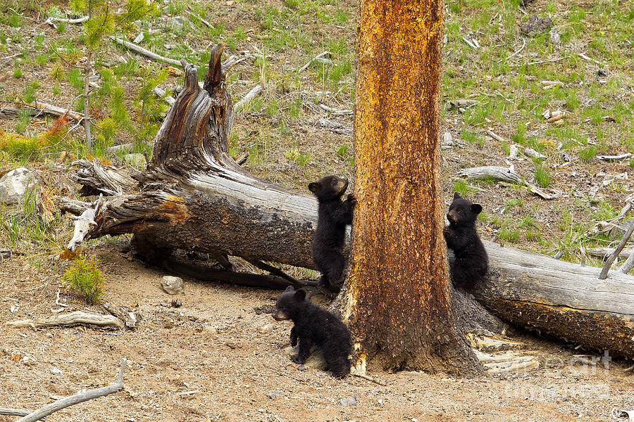 Cubs Photograph by Aaron Whittemore