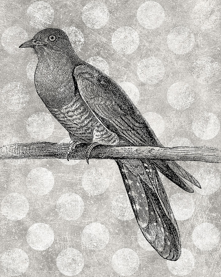 Cuckoo Digital Art - Gray Bird by Flo Karp