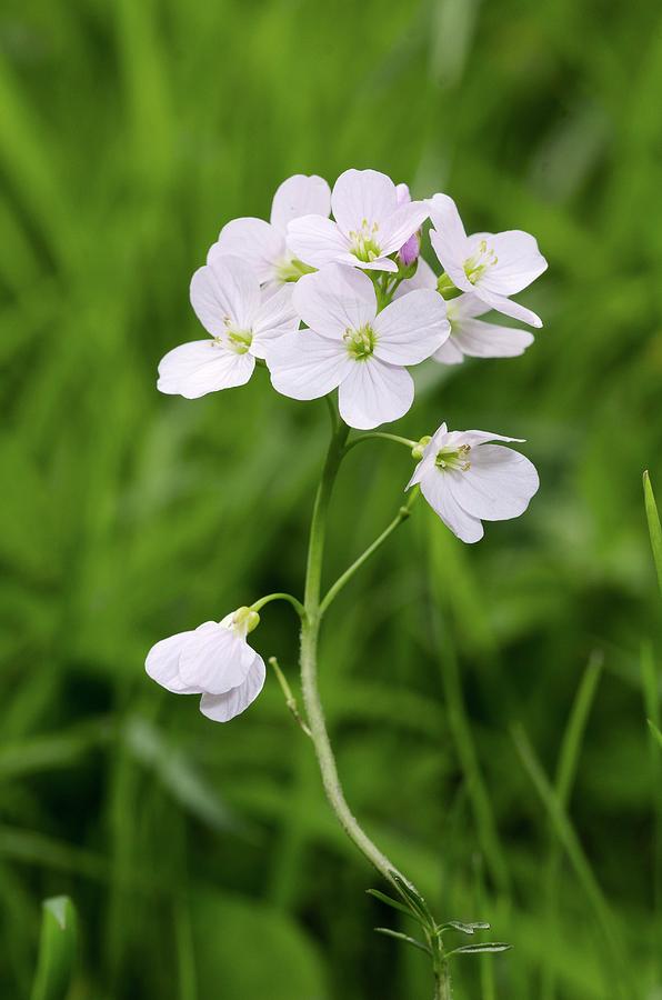 Cuckoo Flower (cardamine Pratensis) Photograph by Annie Haycock