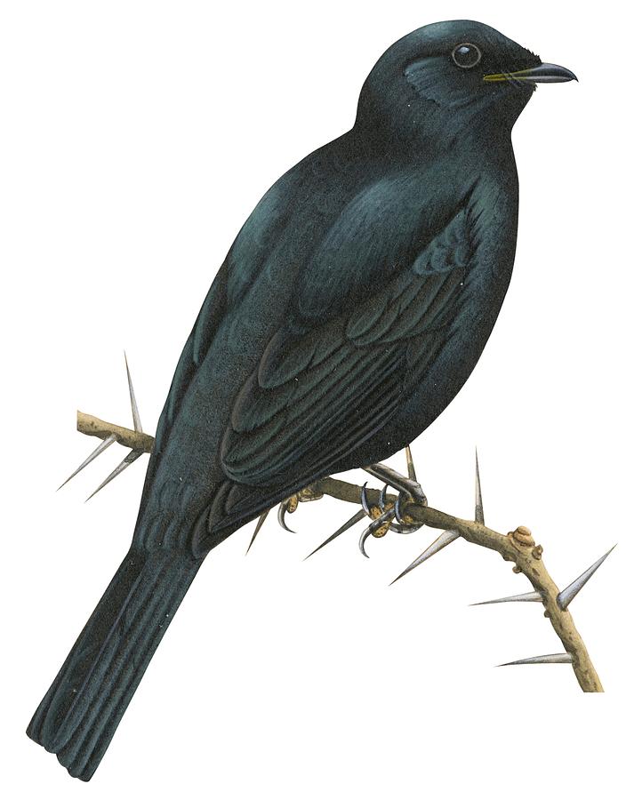 Bird Drawing - Cuckoo shrike by Anonymous