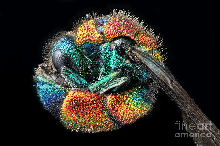 Cuckoo Wasp Defense Photograph by Matthias Lenke