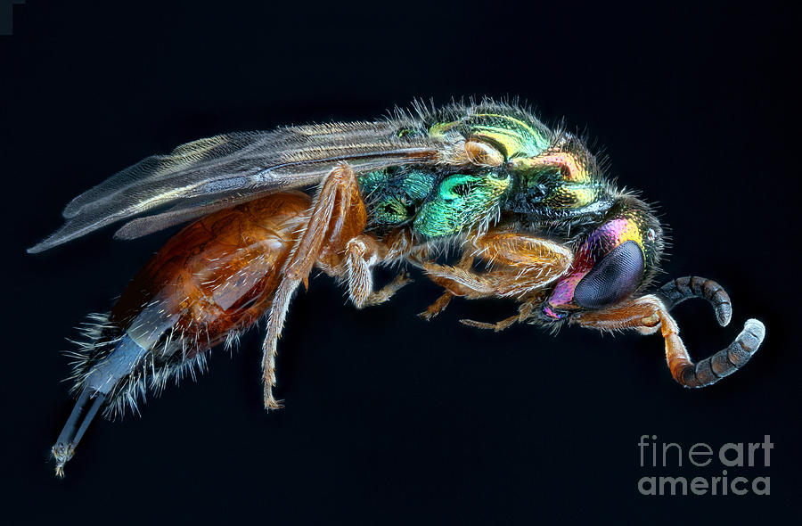 Cuckoo Wasp Photograph by Matthias Lenke