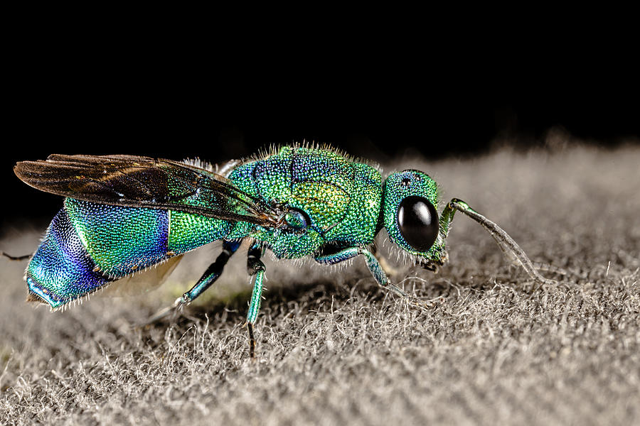 Cuckoo Wasp Photograph by Willem Nel - Fine Art America