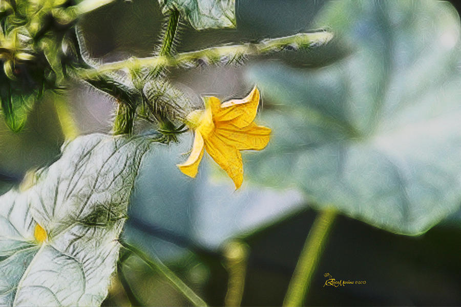 Cucumber Blossom Photograph by Ericamaxine Price - Fine Art America