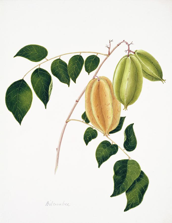Mountain Photograph - Cucumber Tree Fruits by Natural History Museum, London/science Photo Library