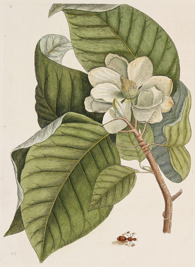 Cucumber Tree (magnolia Acuminata) Photograph by Natural History Museum, London/science Photo Library