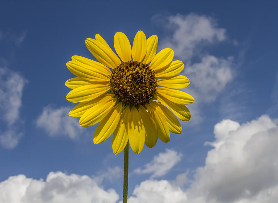 Cucumberleaf Sunflower Photograph by Steven Schwartzman