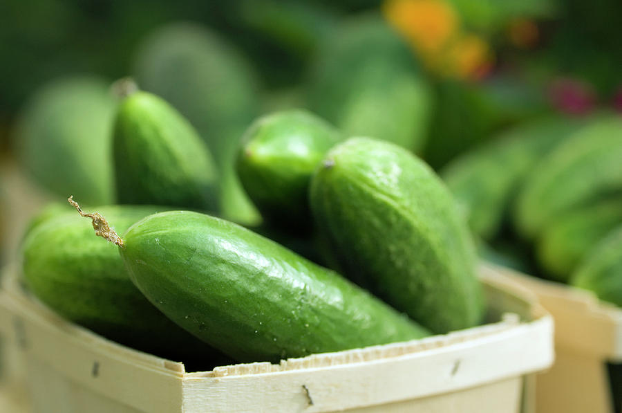 Cucumbers (cucumis Sativus) Photograph by Maria Mosolova/science Photo Library