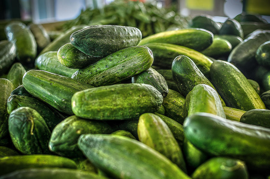 Cucumbers Photograph by David Morefield