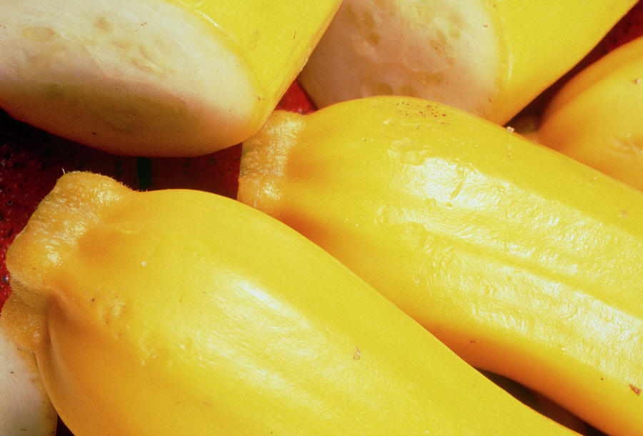Cucurbita Pepo Gold Rush. Photograph by Ray Lacey/science Photo Library