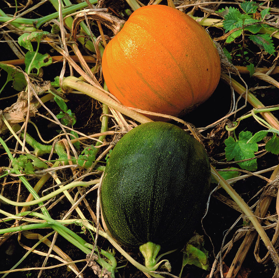 Cucurbita Pumpkin. Photograph by Science Photo Library Cucurbita Pumpkin. Photograph by Science Photo Library